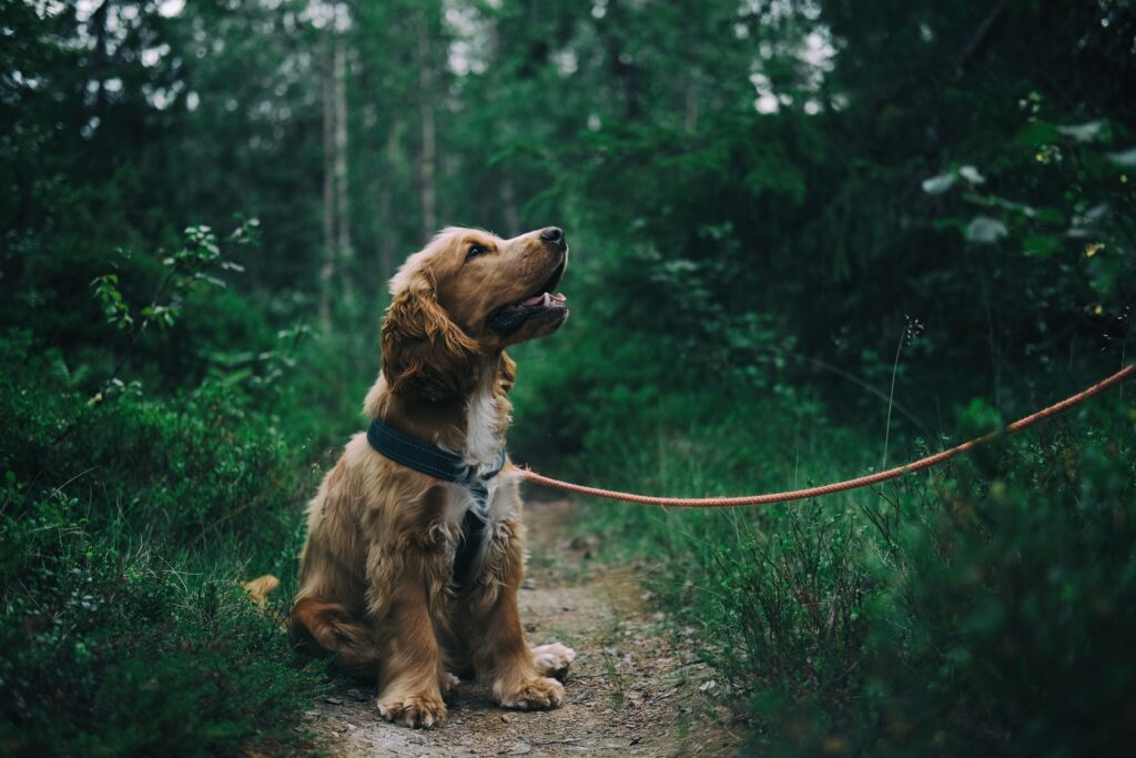 a teen doing dog walking as a side hustle to earn money